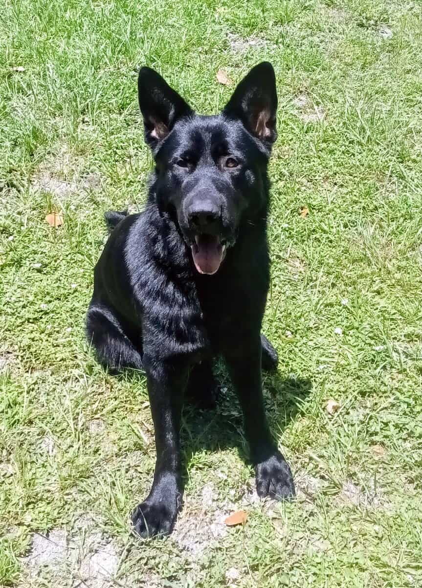 Adorable GSD Puppies image 7