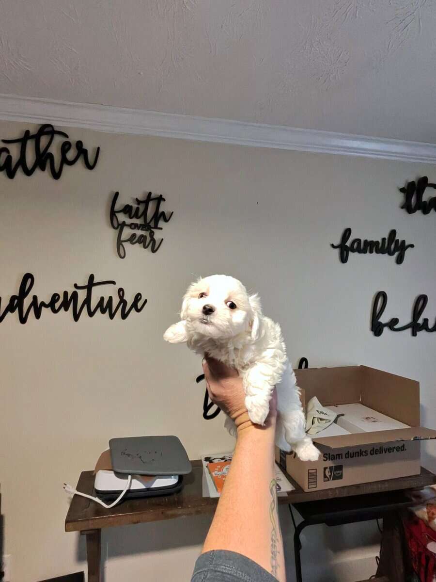 3..9 week old Maltese pups for sale image 9