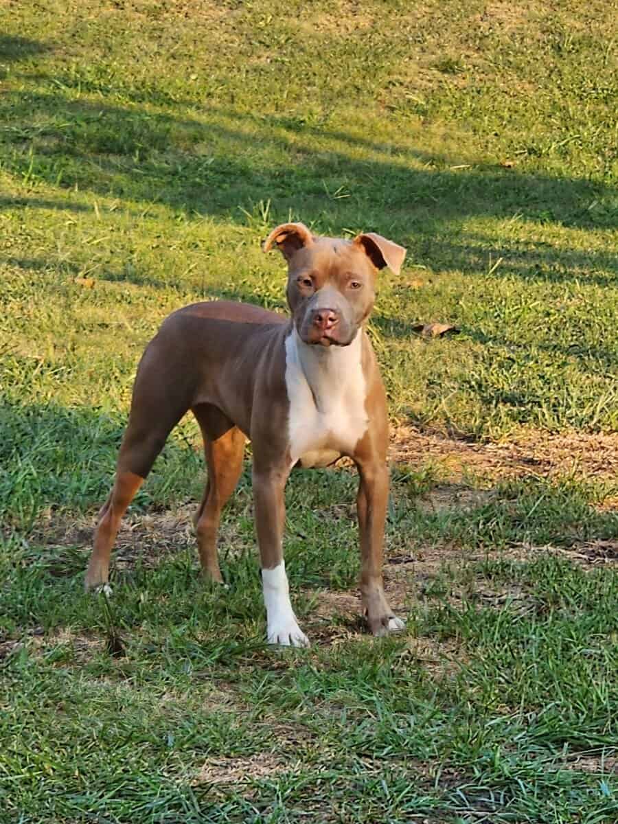 Sandy is looking for her furever home 🏡🐶🏡 image 4