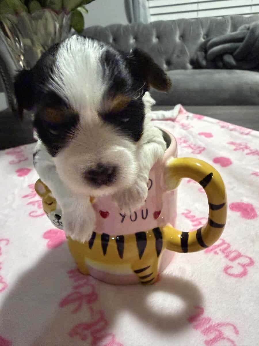 AKC Yorkies image 3