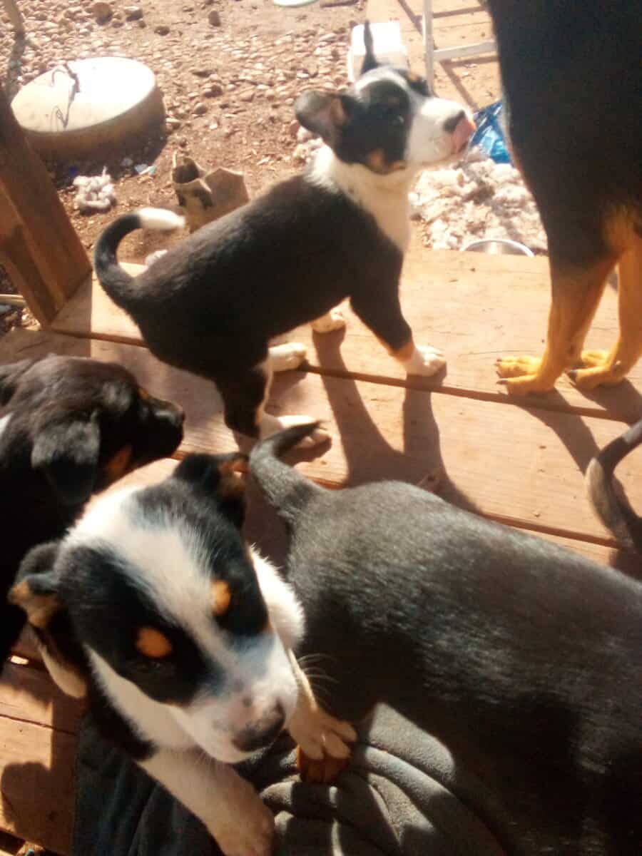Kelee. Puppies for sale image 3
