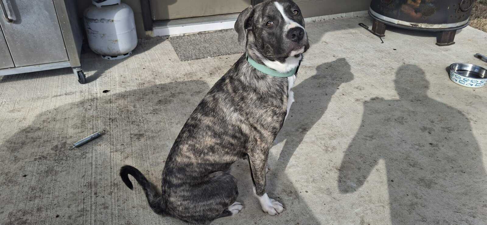 Need to find Juno a new home!!! image 4