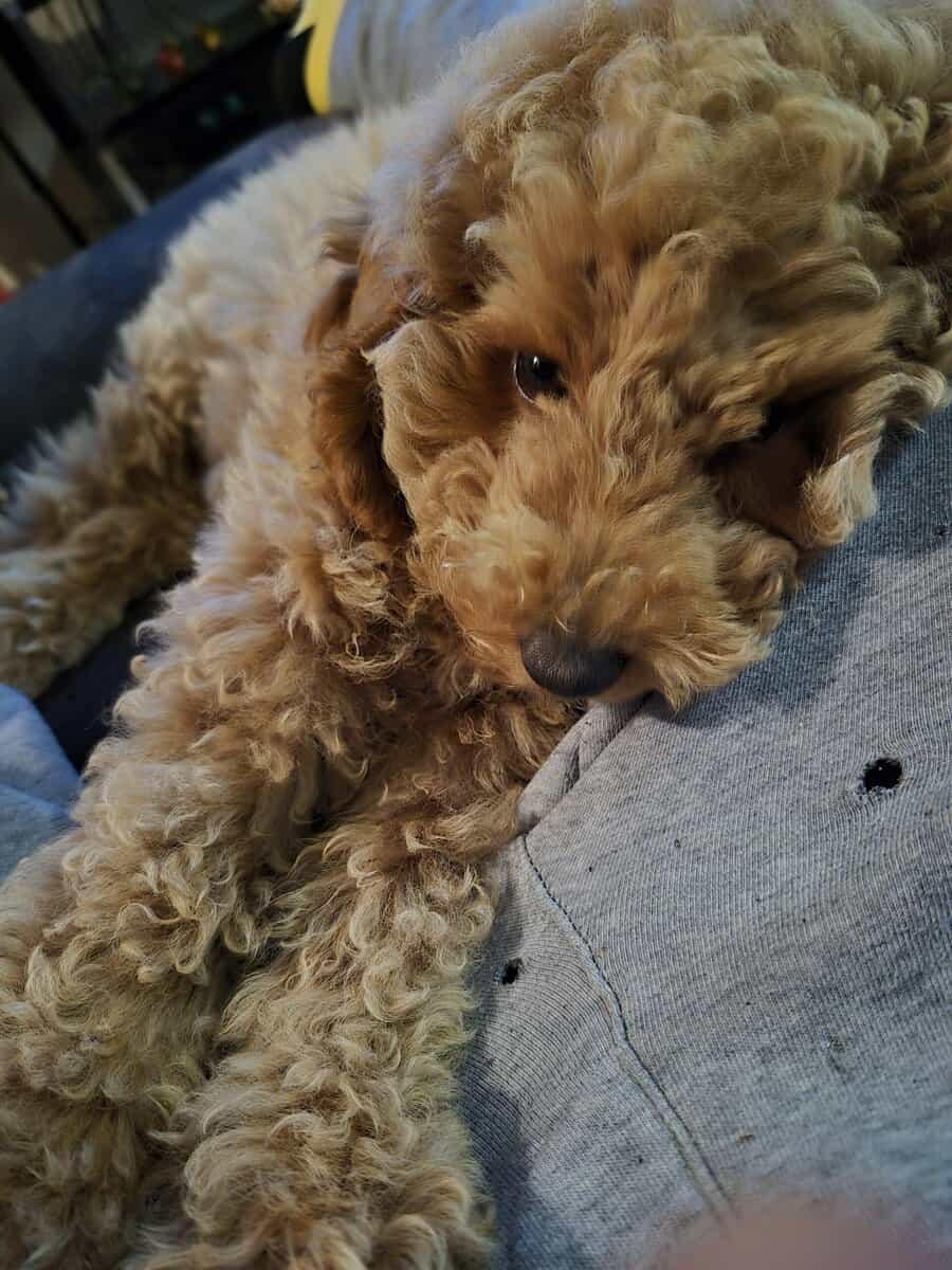 7 month old Toy/Miniature Poodle ckc possible image 5