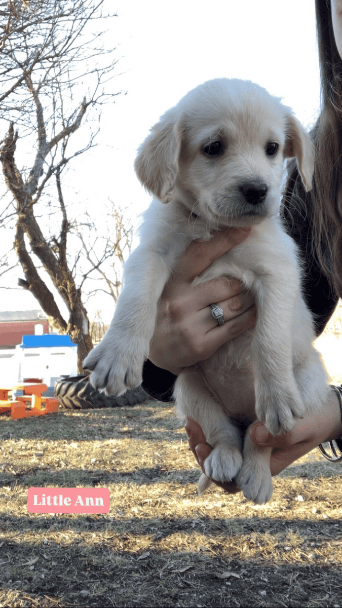 Kansas Labradoodles image 11