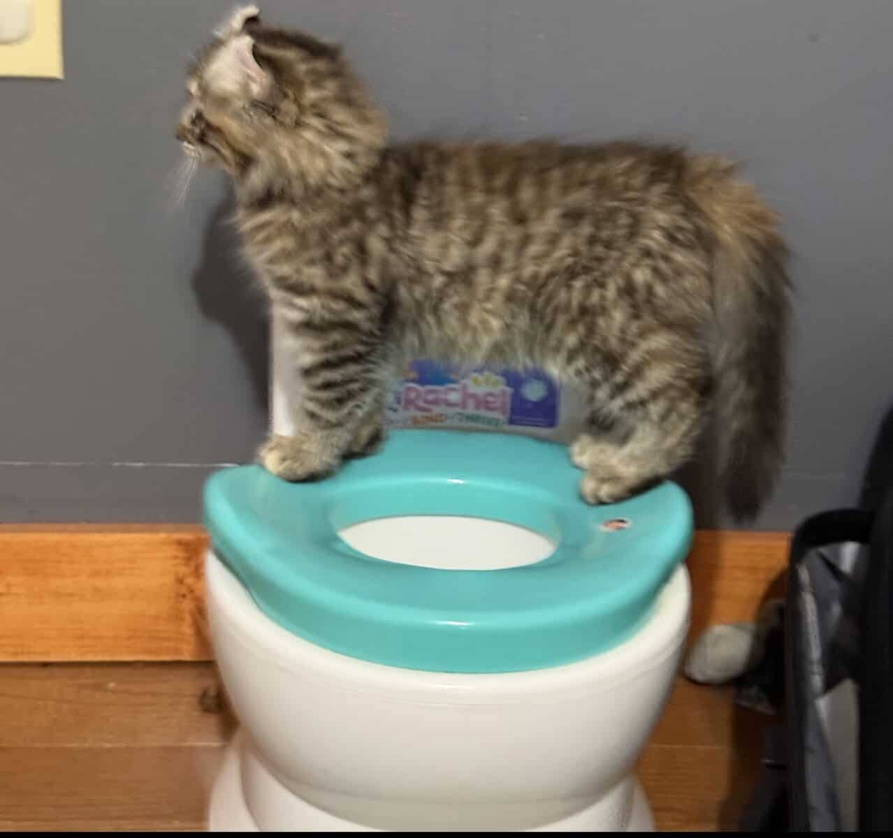 Highlander kittens image 1