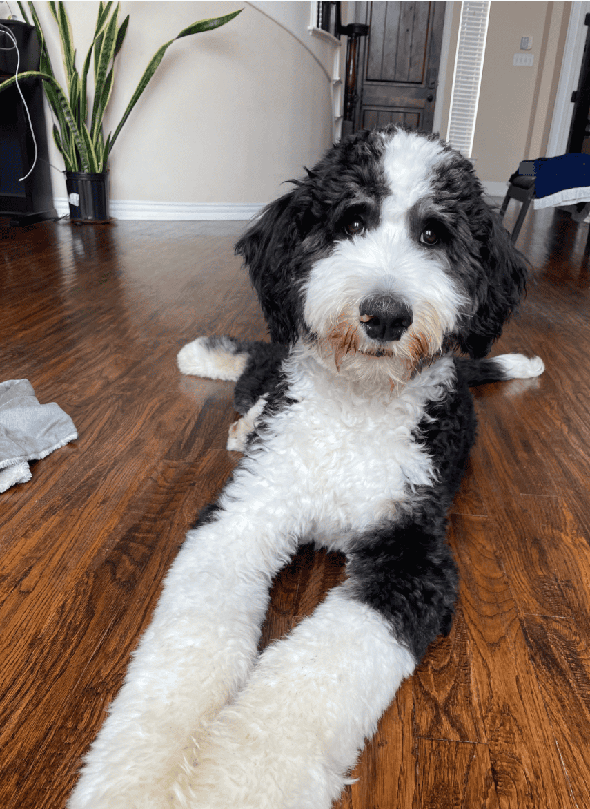 Looking for a labradoodle or Bernedoodle, image 1