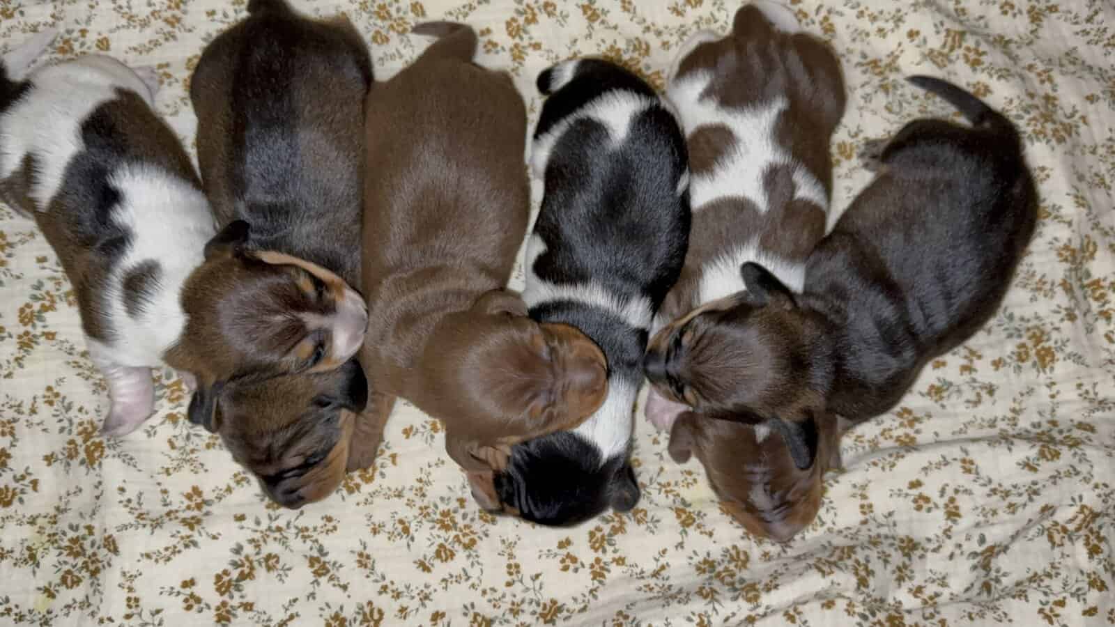 purebred dachshund pups image 19