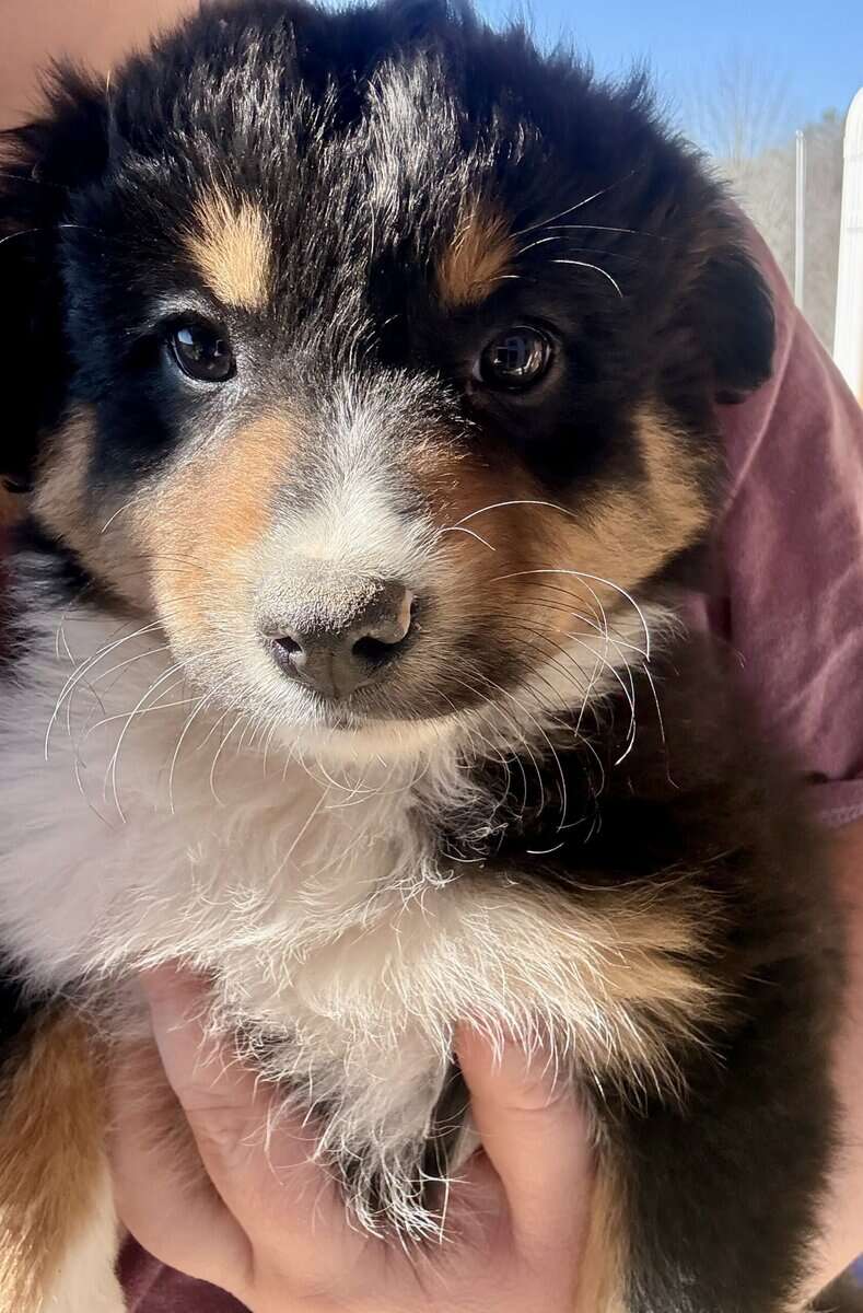 Purebred Australian Shepherd Puppy image 6