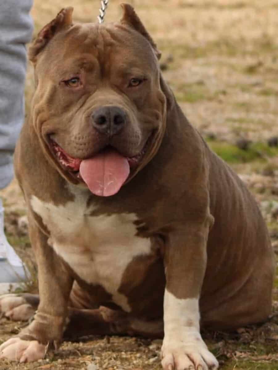 Standard brindle male bully open for stud image 13