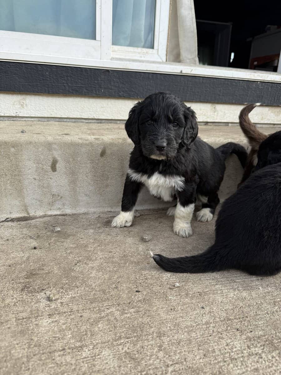 Puppies Needing Their Forever Homes! image 7