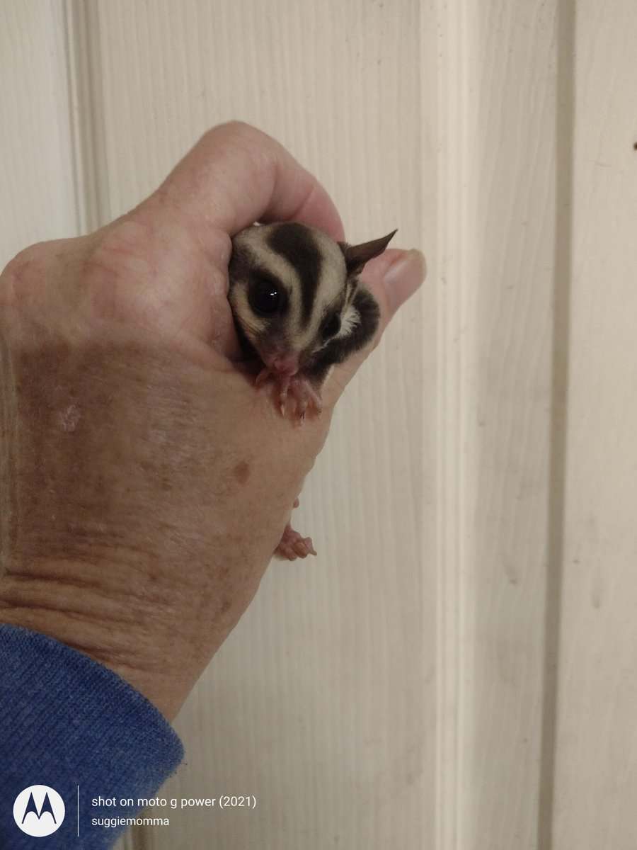 Sugar glider baby girl with lineage image 1
