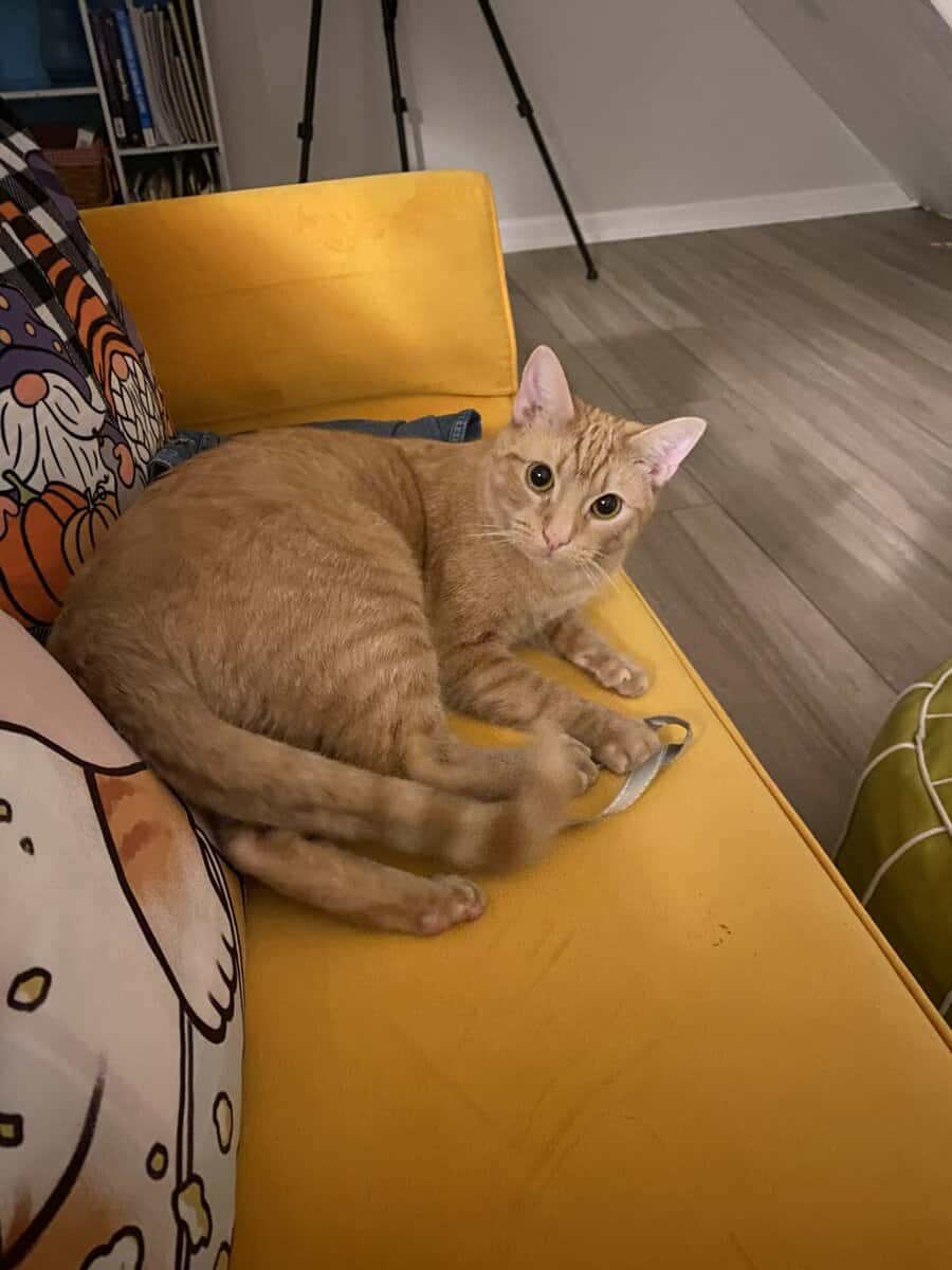 Need to rehome amazing male tabby image 3