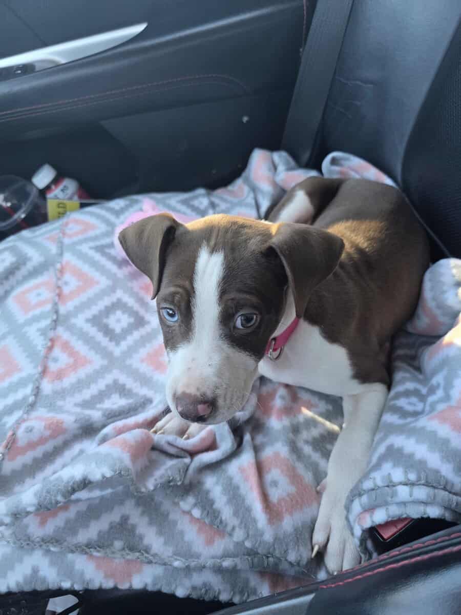 10 week old pup for sale image 6