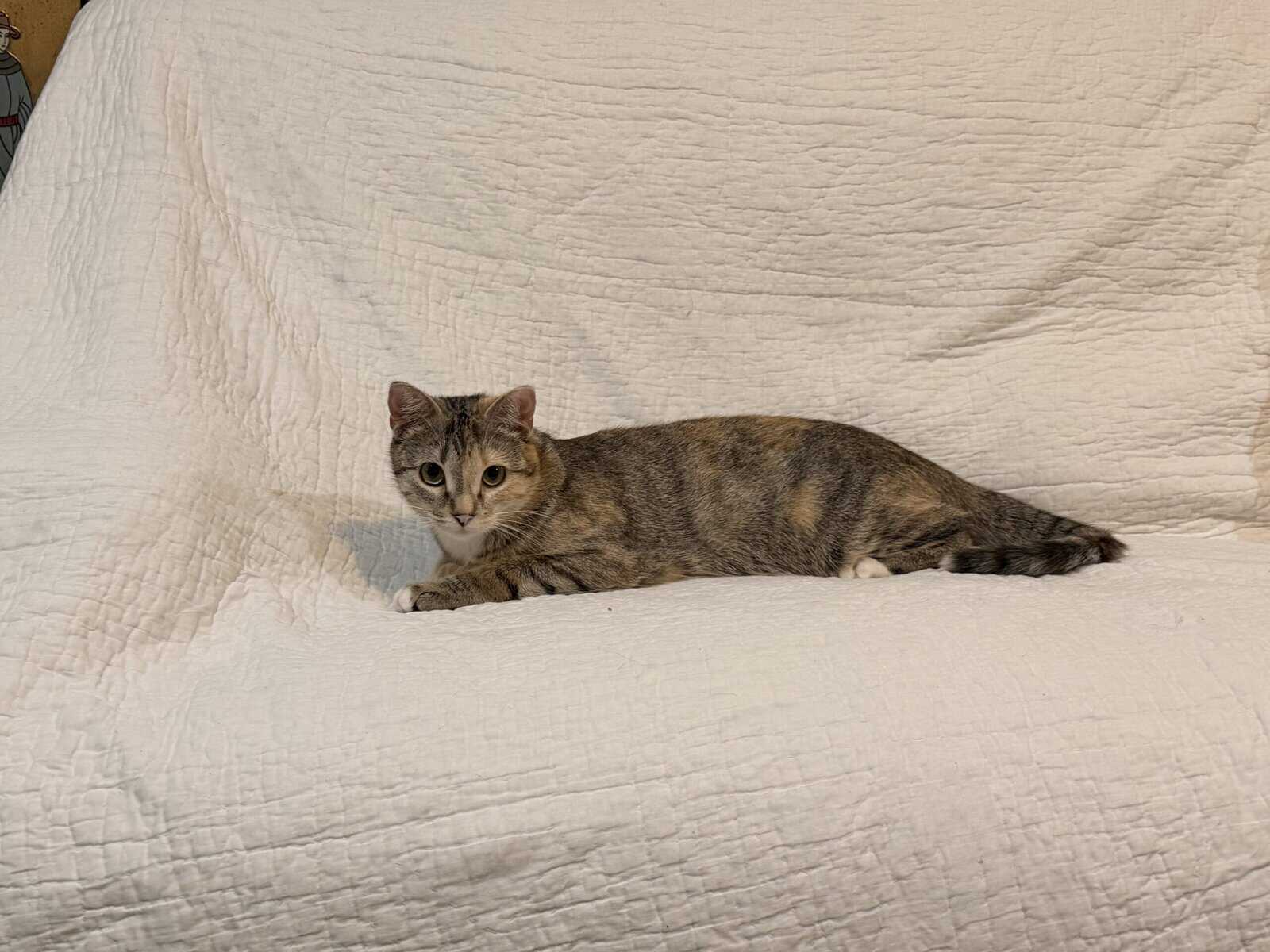 Free cat! I am so energetic and love to play! image 6