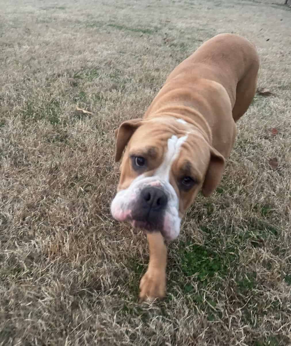 Olde English Bulldogge image 2