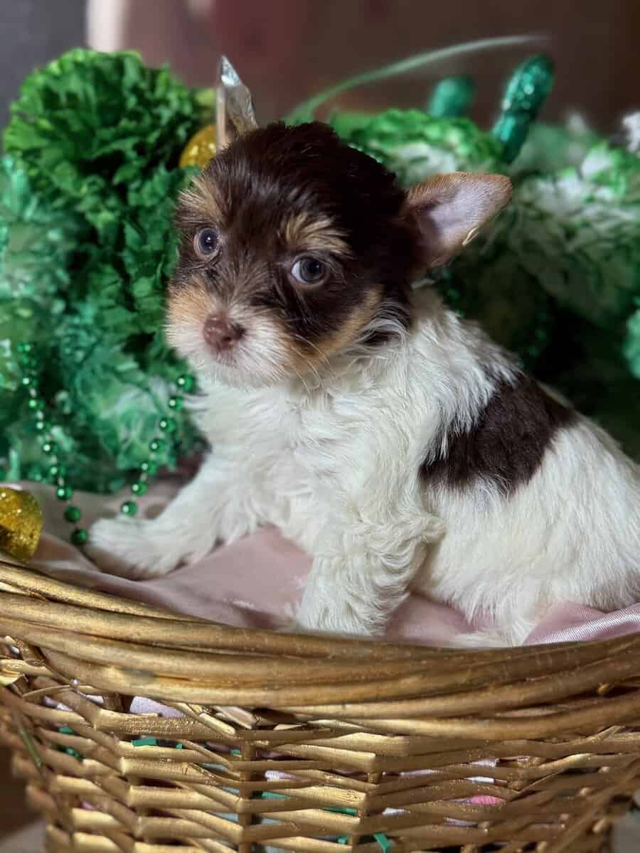 Yorkies puppy's ready image 5