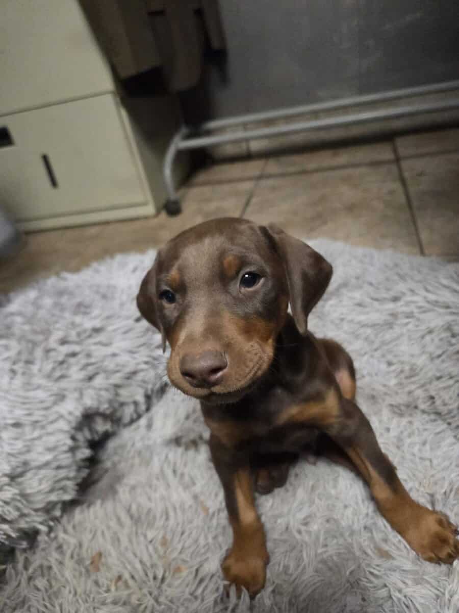 Doberman Puppies for Salele image 2