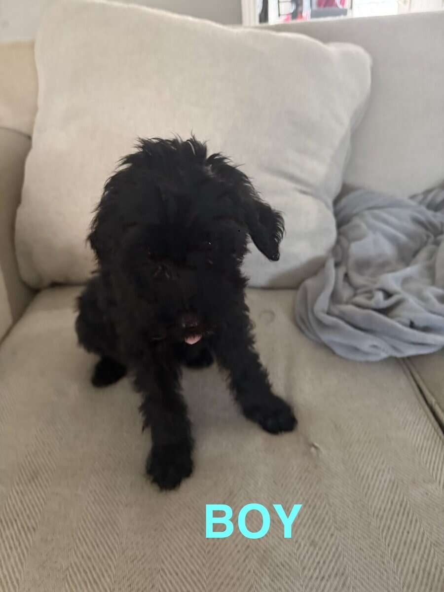 Goldendoodles F1B Hypoallergenic image 18