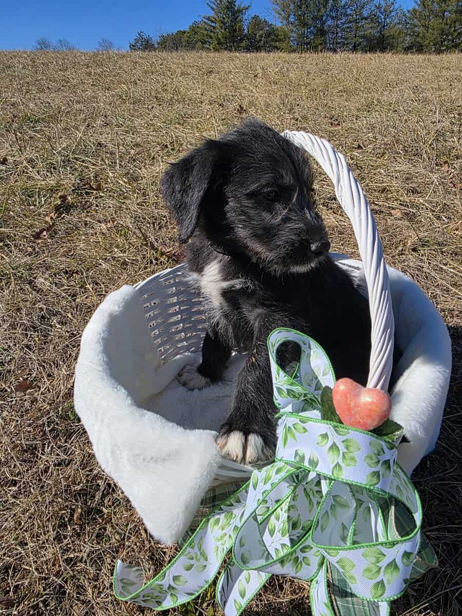 Anatolian Sheepadoodle image 3
