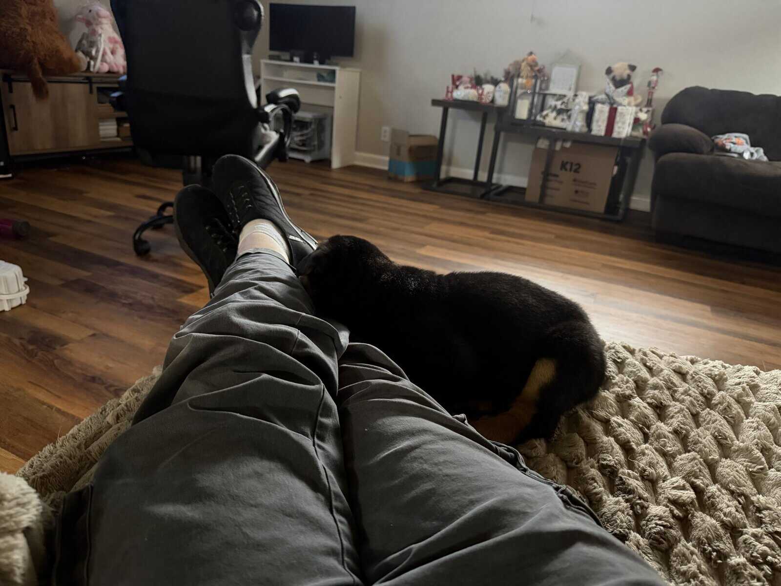 Male Rott image 3