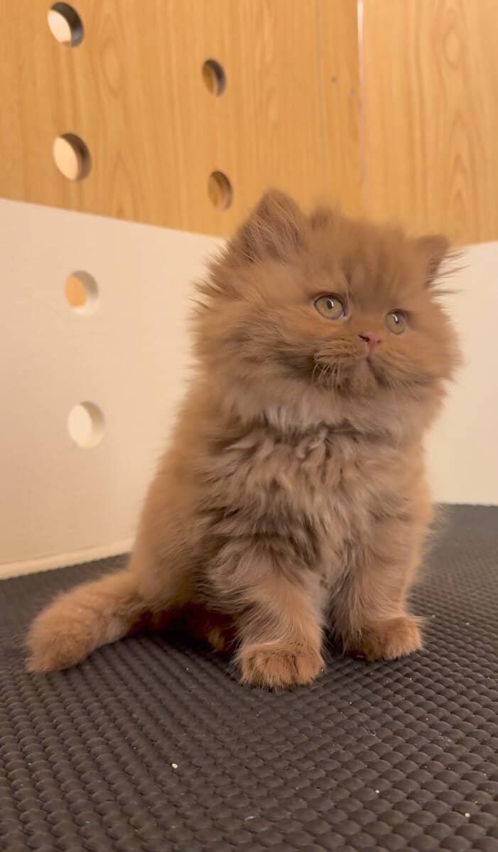 TICA Registered Persian Kitten image 6