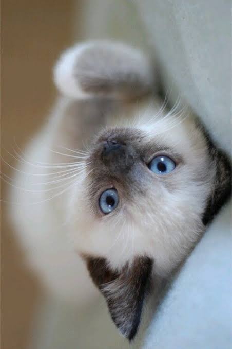 Siamese kitten snowshoes 8 weeks image 1