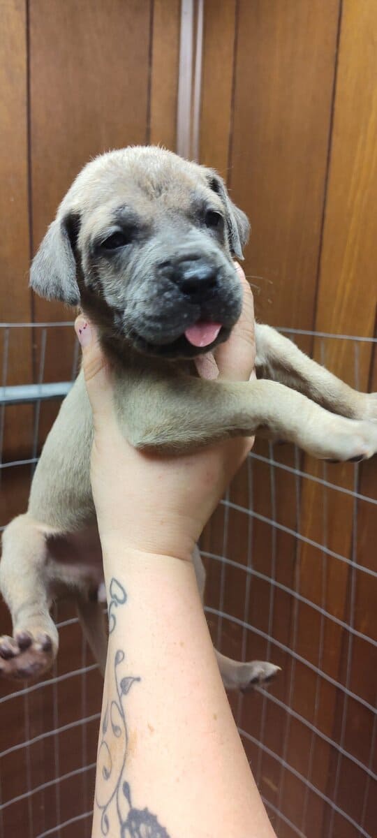 Great Dane puppies image 1