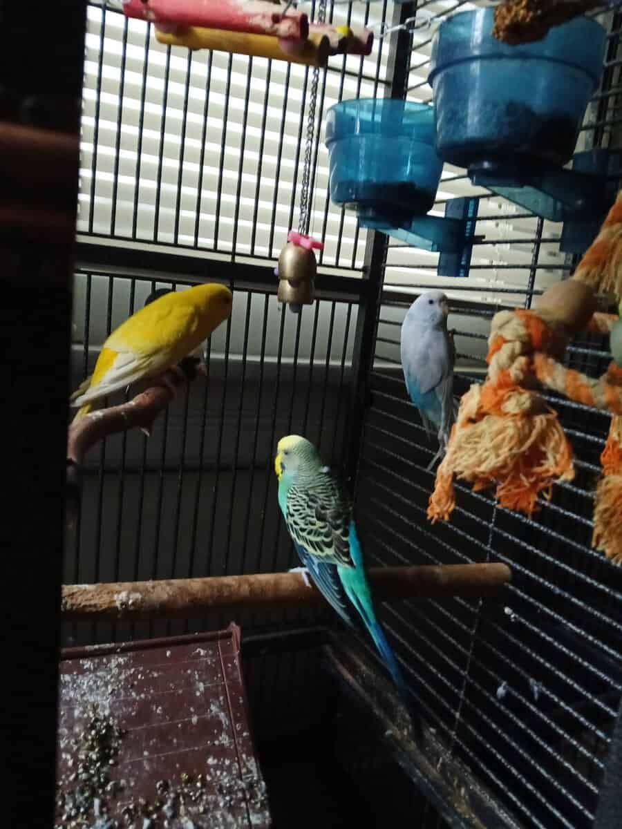 3 english parakeets image 1