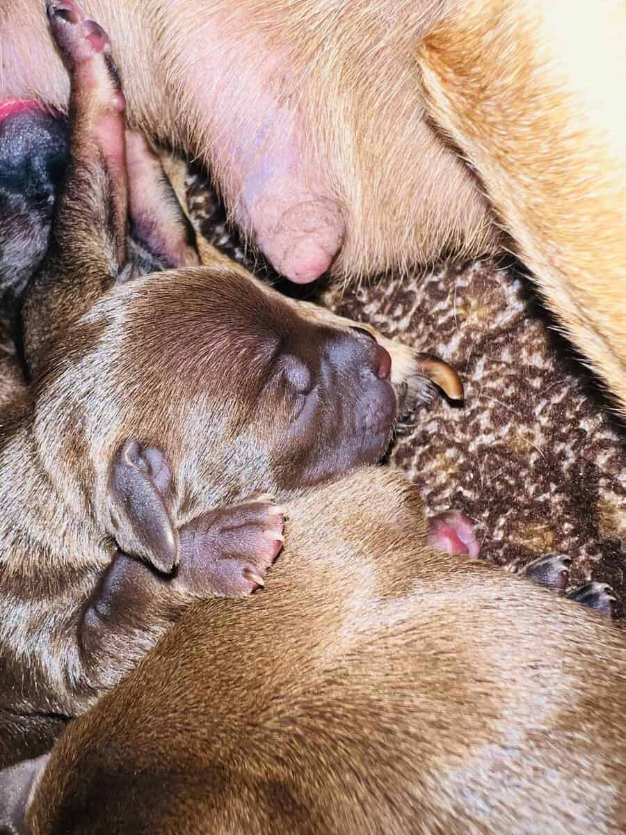Chihuahuas image 12