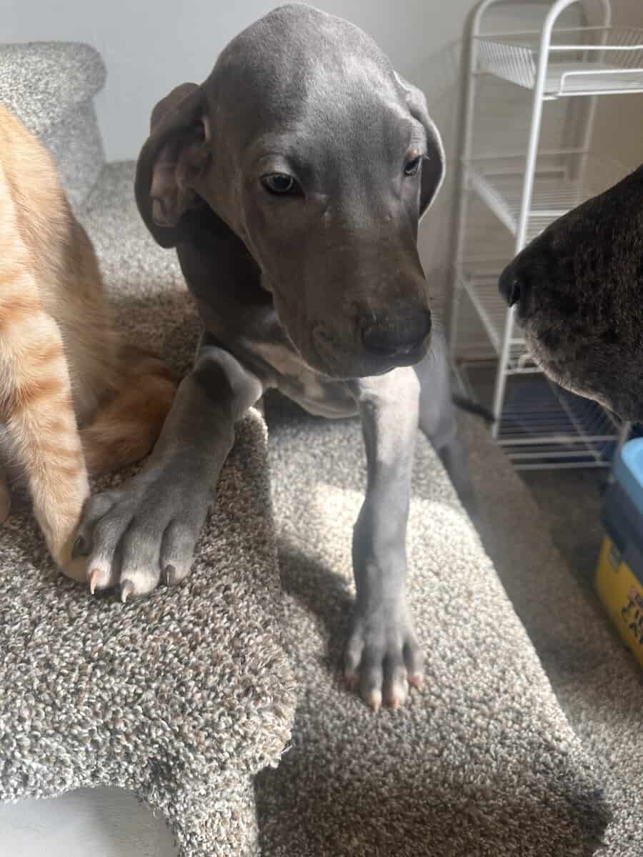 Great Dane puppies image 2