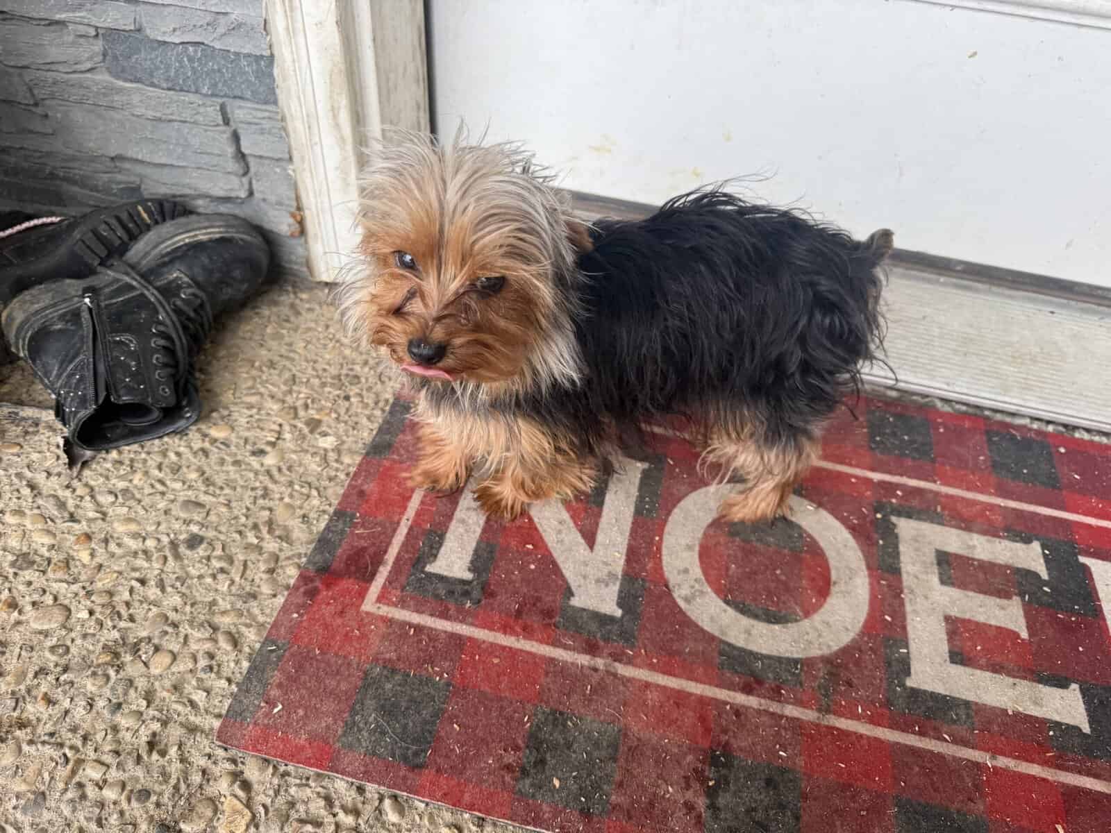 Mini Yorkie (male) image 2
