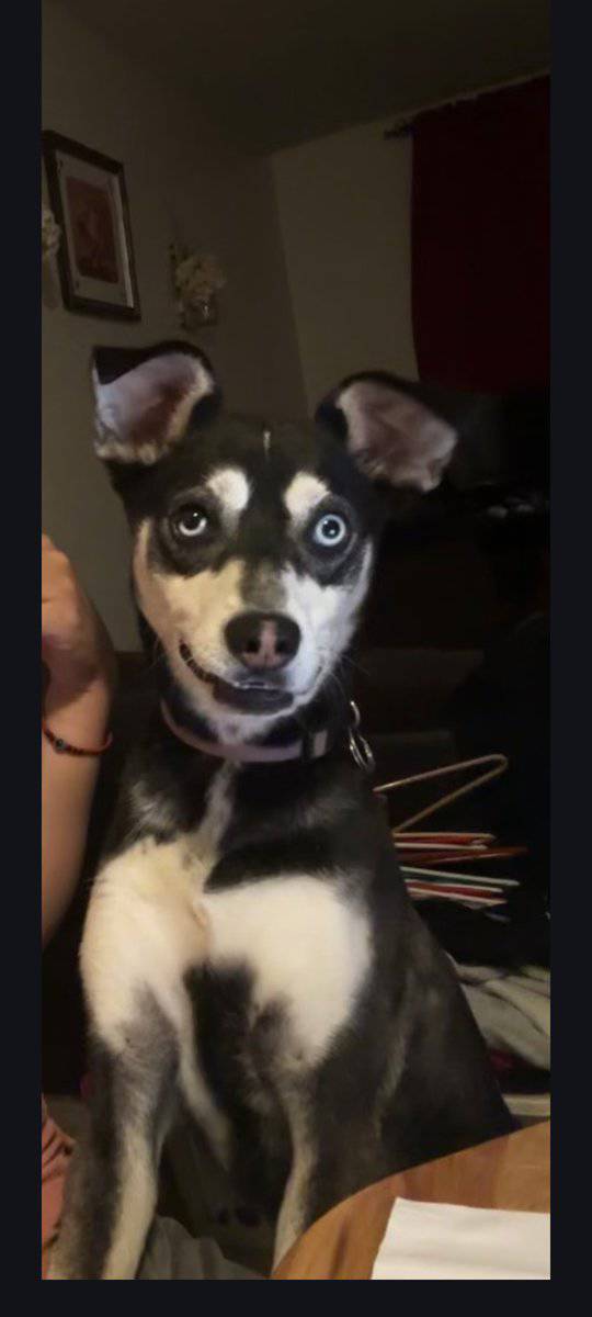 Husky shepherd - 1 year old image 2