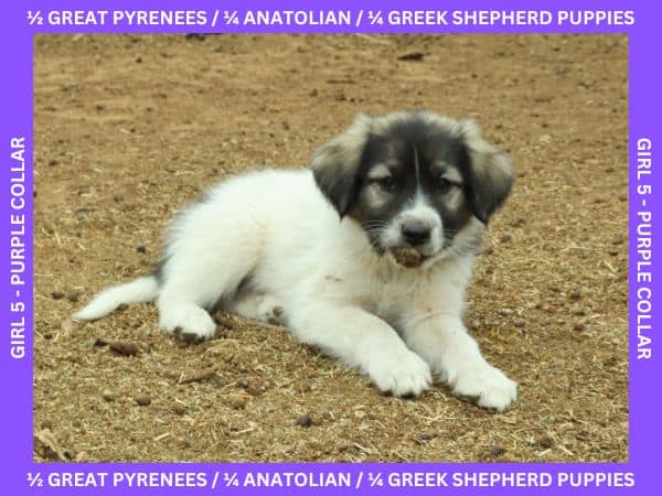 LGD Puppies-Great Pyrenees/Shepherd Mix image 16