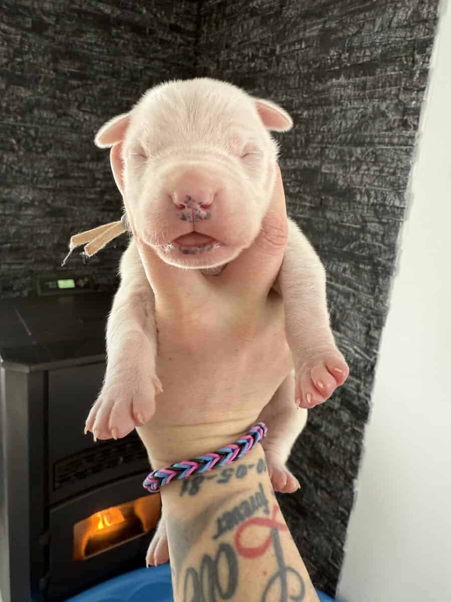 Akc dogo argentino puppies image 6