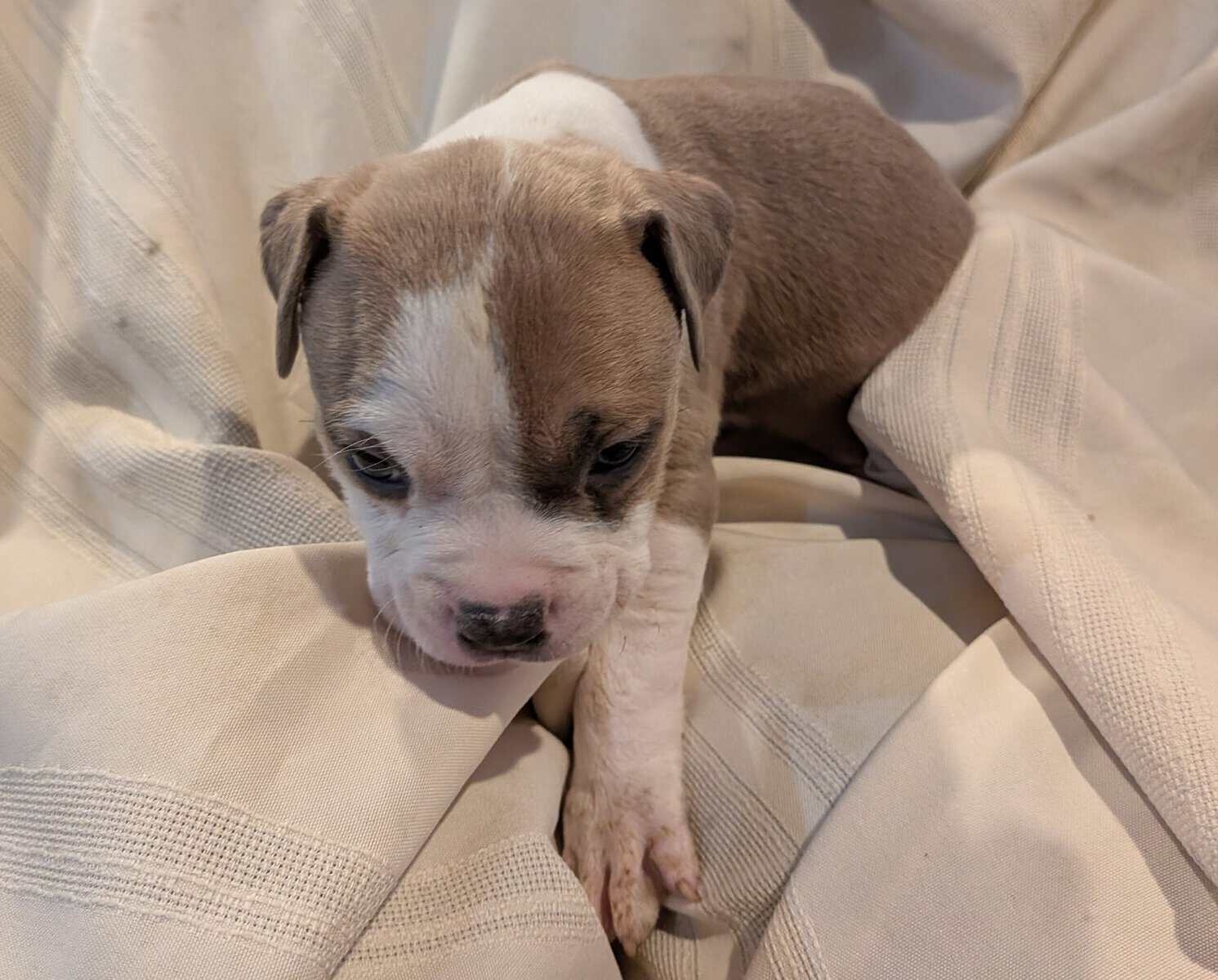 Pitbull puppies for sale image 6