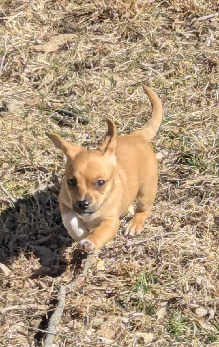 Chiweenie puppy Leia image 1