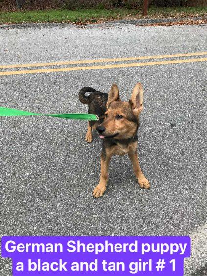 Akc German Shepherd Puppies image 2