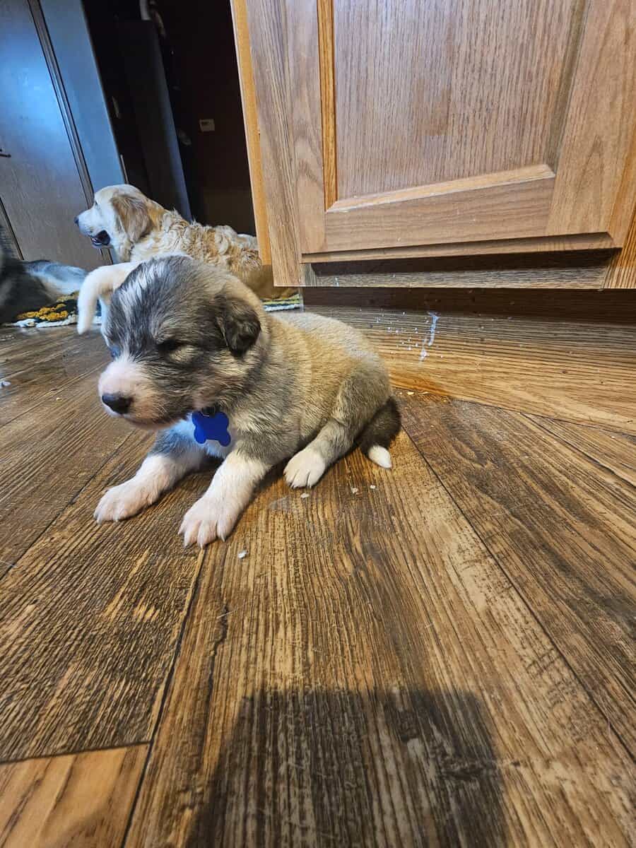 11 malamute mix puppies image 12