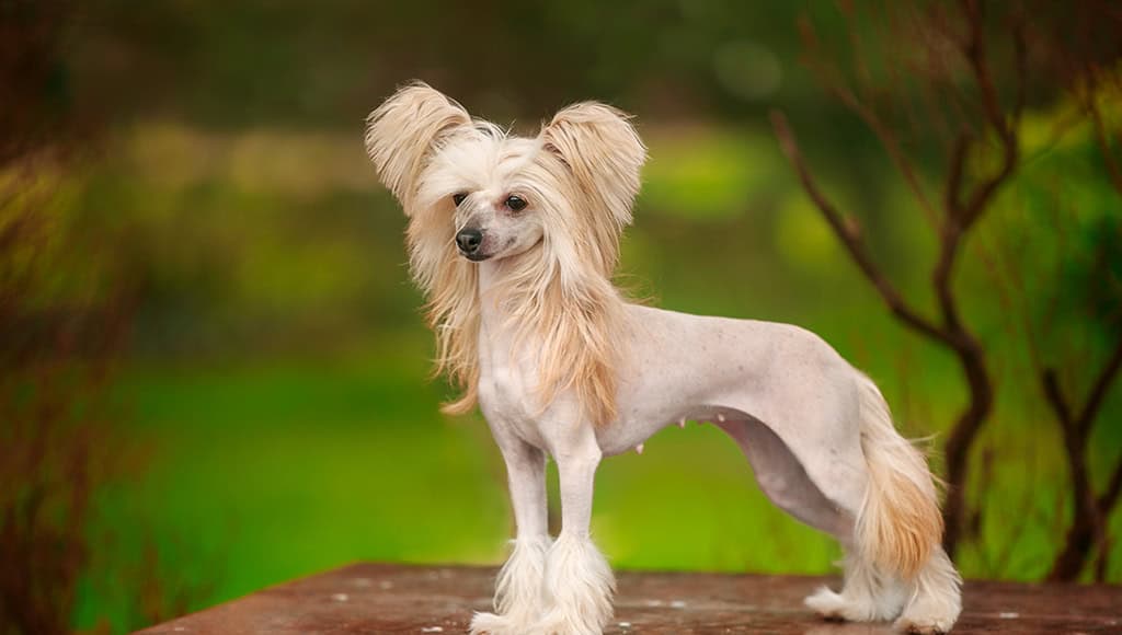 ISO CHINESE CRESTED image 1