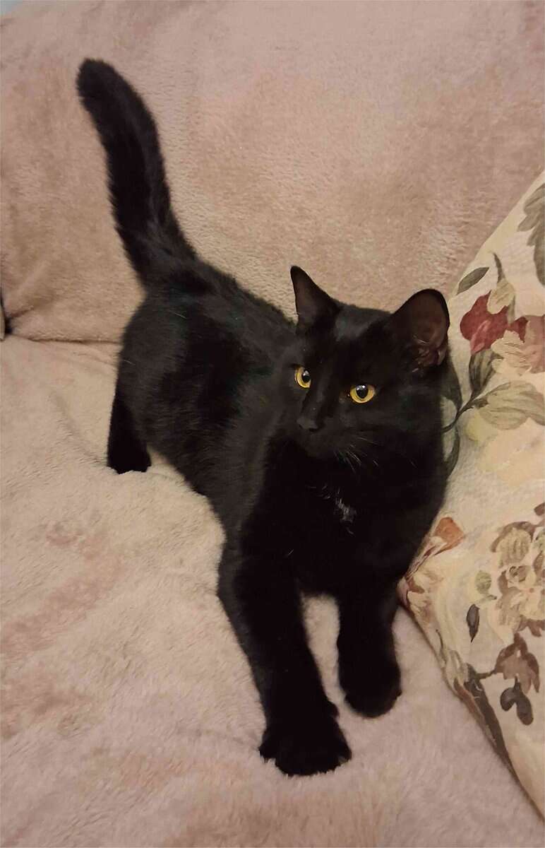 Beautiful Young Cat image 3