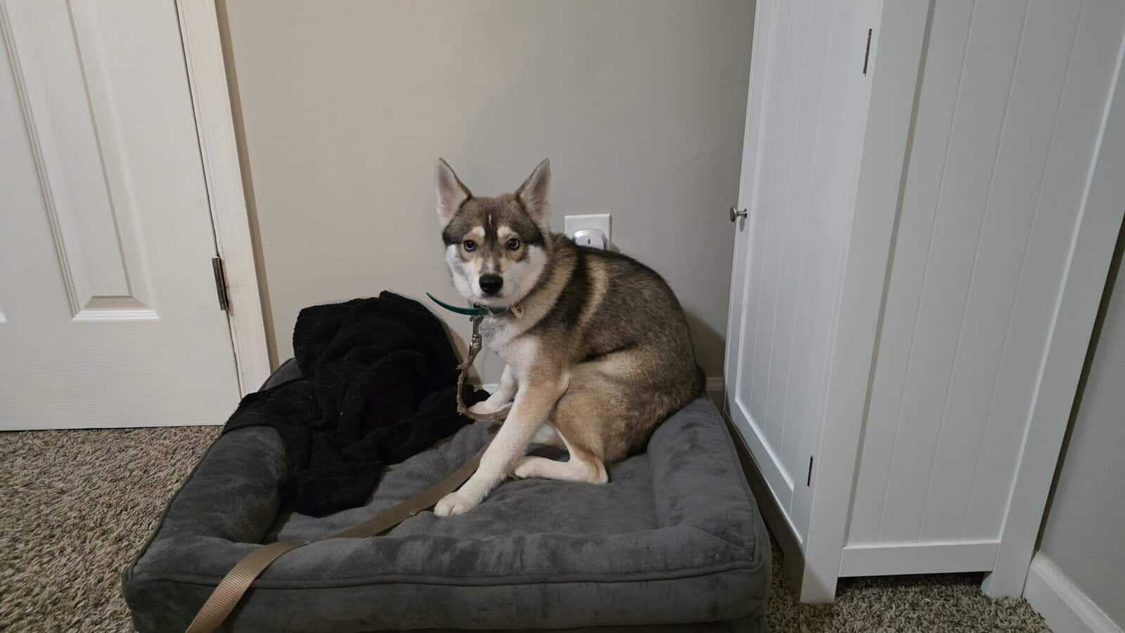 Sweet mini klee Kai image 1