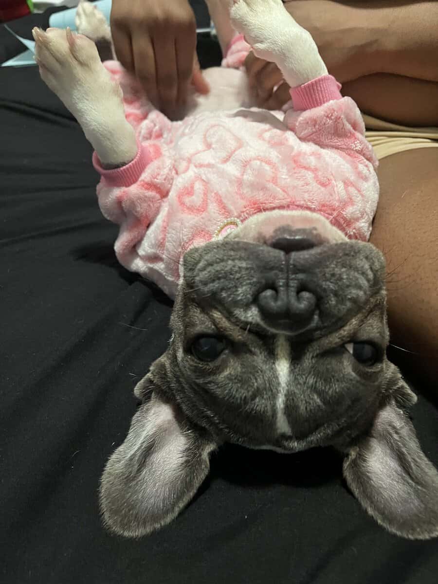 1 YR Female French Bulldog image 1