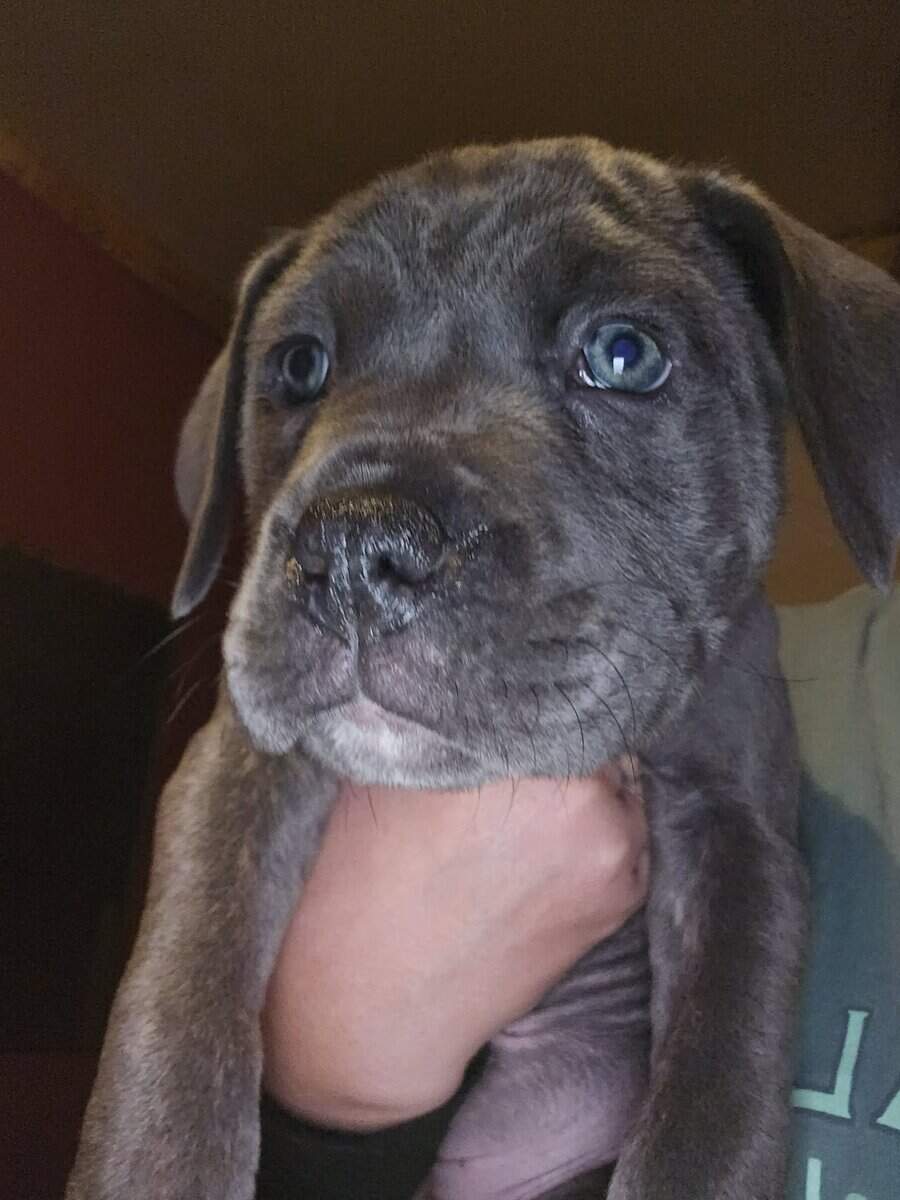 Presa Canario Cane Corso mix 8 weeks old image 23