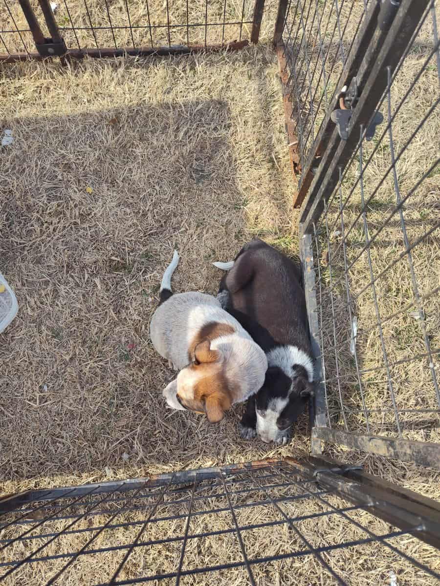 Half Heeler Puppies image 4