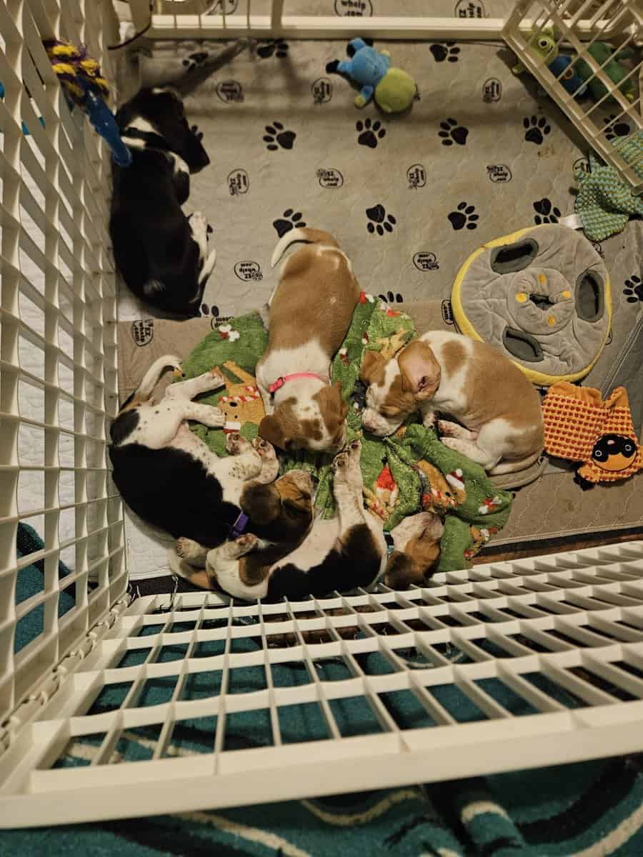 Beagle puppies for Valentine's Day image 4