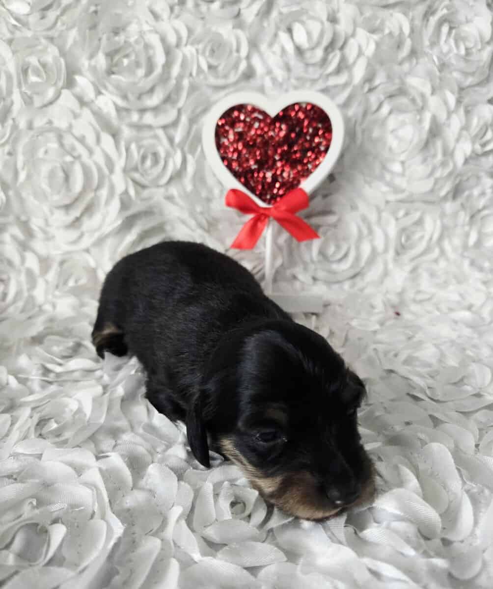 Dachshunds image 4