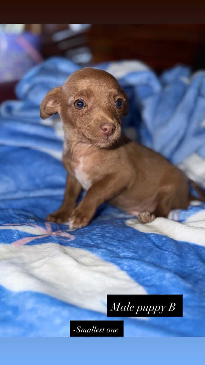 Chihuahua puppies image 1
