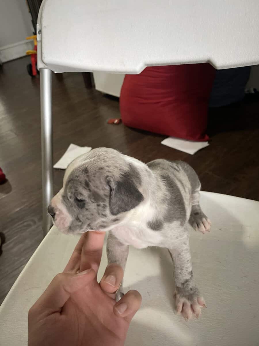 Bully’s dog image 3