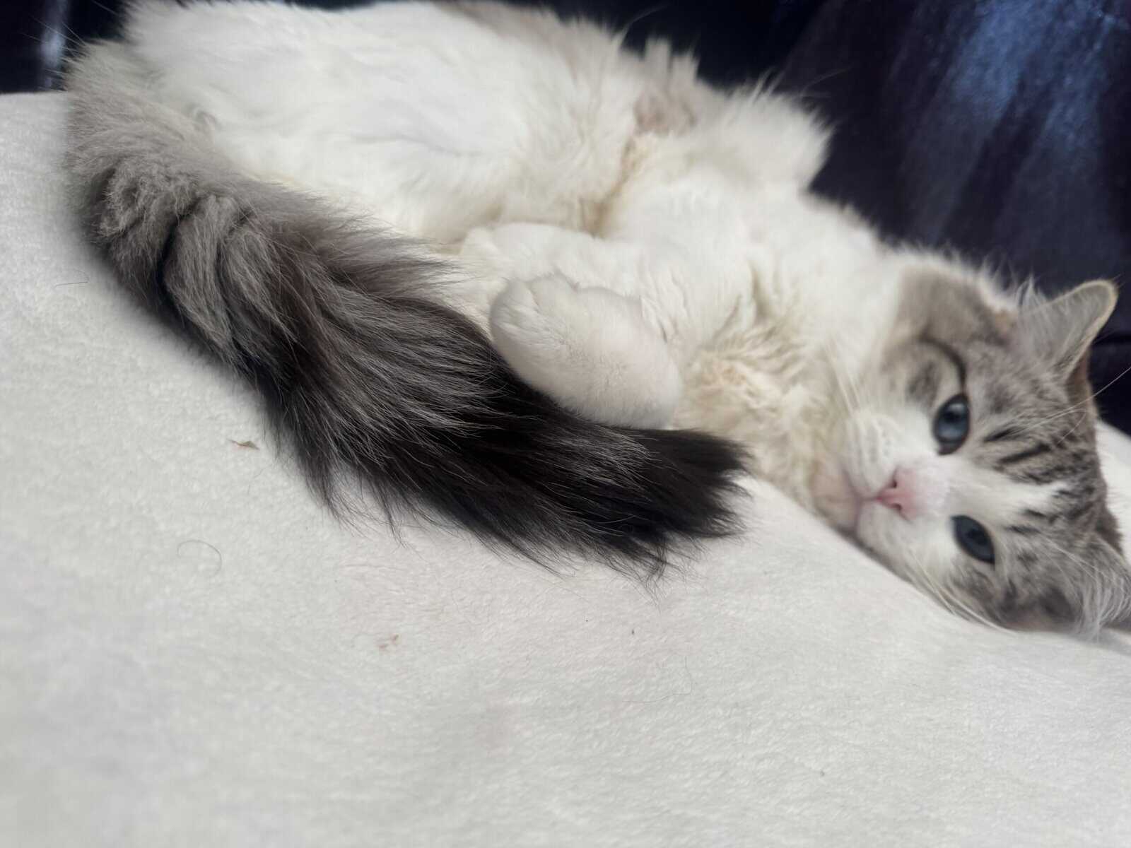 Purebred Ragdoll Cats for Sale – Kitten ($700) & A image 9