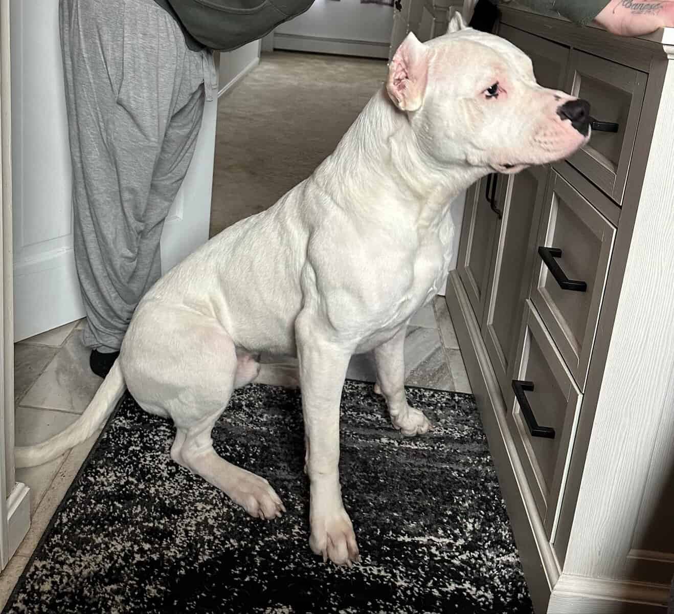 Akc dogo argentino puppies image 14